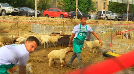 Qurbanlıq heyvanlar neçəyədir? &ndash; VİDEO
