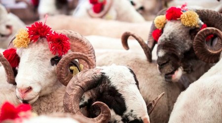 Vəfat etmiş şəxsin adına qurban kəsilə bilərmi? &ndash; AÇIQLAMA