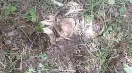 Ağdərədə itkin düşmüş ailəyə aid olduğu ehtimal edilən sümük qalıqları tapıldı &ndash; FOTO