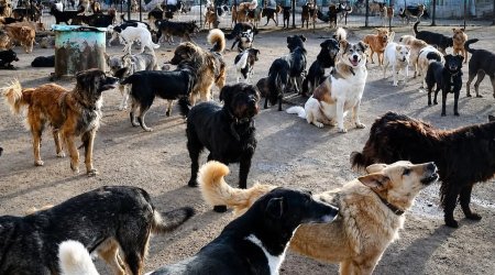 Vəzifəli şəxslər küçə itlərinin yempulunu da mənimsəyiblər