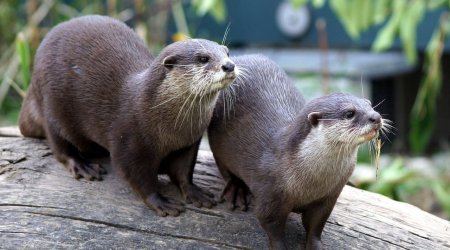Zooparkda maraqlı anlar: Qunduzlar kəpənək ovuna çıxdılar - VİDEO