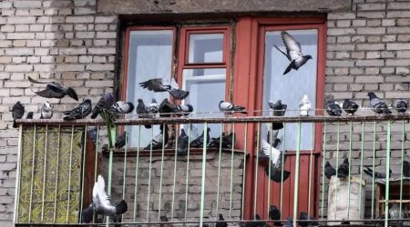 Quşları balkondan necə uzaqlaşdırmaq olar? &ndash; Ən zərərsiz üsullar