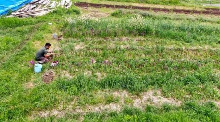 Təbiətdən toplanması qadağandır &ndash; Bir kiloqramı 560 manata satılır &ndash; FOTO