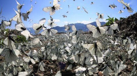 Kəpənəklərdən ibarət "ağ bulud" &ndash; FOTO