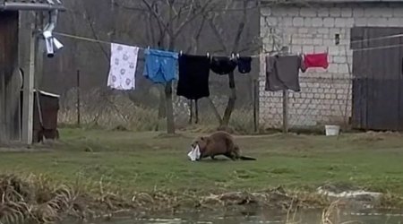 Polşada qeyri-adi hadisə: Qunduz kişinin alt paltarını oğurladı