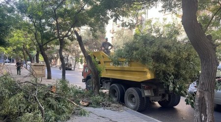 Küləkli hava ilə bağlı Bakıda aşan ağacların sayı MƏLUM OLDU - FOTO