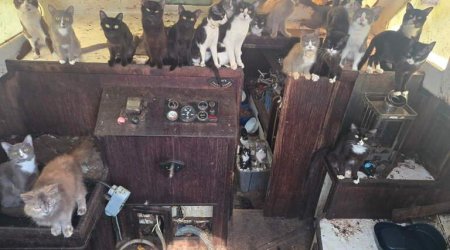 ABŞ-da tərk edilmiş yelkənli qayıqda 31 ac pişik tapılıb - FOTO