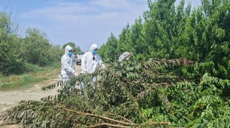 Göyçayda virus aşkarlanan meyvə bağlarında mübarizə tədbirləri görülüb