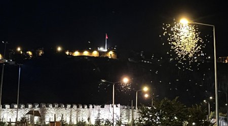 Hər il təkrarlanan "Kəpənəklərin ölüm rəqsi"nin səbəbi bilindi &ndash; Erkəyini öldürən dişilər