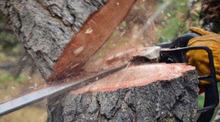 Bakı və İmişlidə ağaclar qanunsuz kəsildi