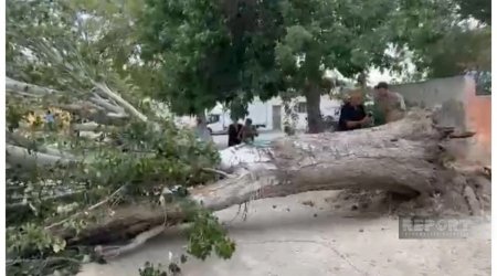 Sumqayıtda ağac peşə liseyinin üzərinə aşdı - FOTO