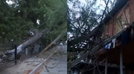Uşaq bağçasının həyətindəki ağac binanın üstünə aşdı- Video