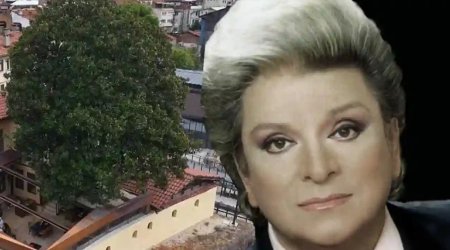 Zeki Mürenə ilham verən 300 illik ağac- Hələ də qorunur+Fotolar