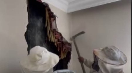 Divarı dağıtdılar, 25 kiloqram bal çıxdı &ndash; VİDEO