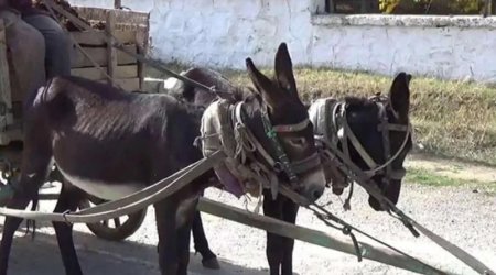 Ağdamda avtomobil eşşək arabası ilə toqquşdu - Xəsarət alanlar var