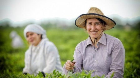 Aqrar sahədə YENİ MEXANİZM &ndash; Fermerlər üçün nə vəd edir?