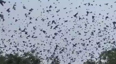 Minlərlə qaranquş səmada &ldquo;quş tornado&rdquo;su yaratdı &ndash; VİDEO