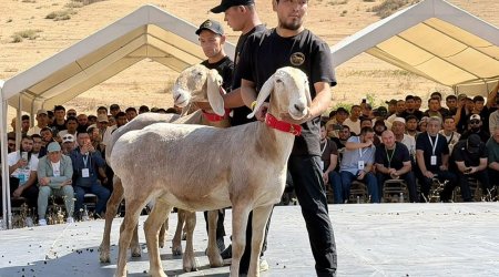 Qırğızıstanda qoyun 1 milyon dollara satıldı