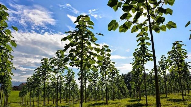 Azərbaycanda COP29-la bağlı park SALINACAQ 