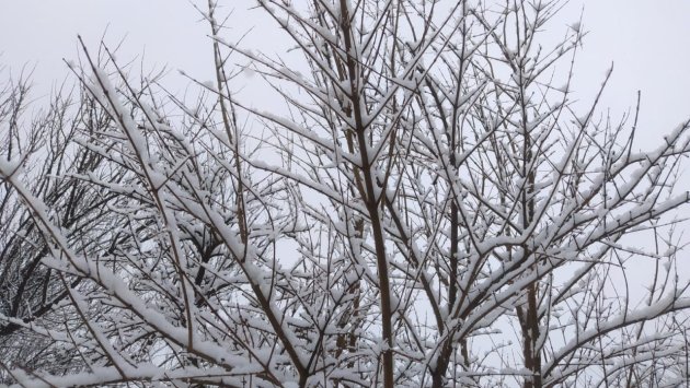 Şimal-Qərb rayonları ağ örpəyə büründü - FOTO/VİDEO