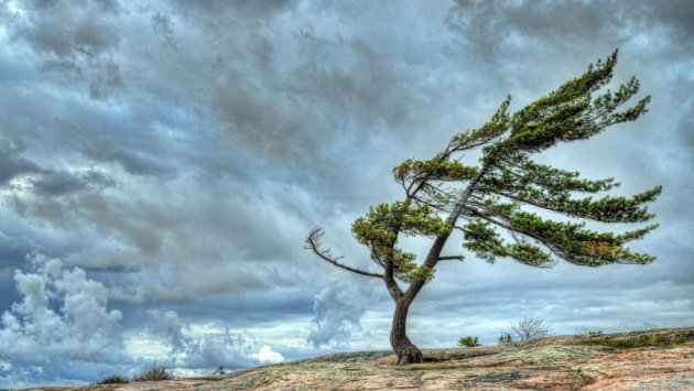 Ölkə ərazisində külək güclənəcək - XƏBƏRDARLIQ