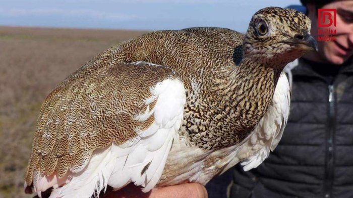 Katta kokrak bilan qoramagiz porno